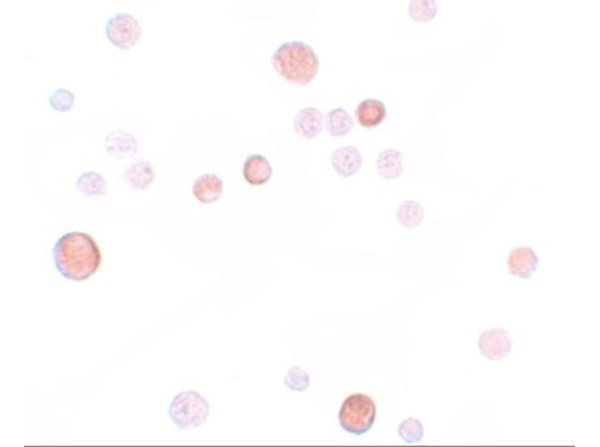 PLAC1 Antibody in Immunocytochemistry (ICC/IF)