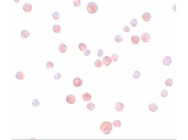 PLAC2 Antibody in Immunocytochemistry (ICC/IF)