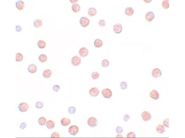 PLAC3 Antibody in Immunocytochemistry (ICC/IF)