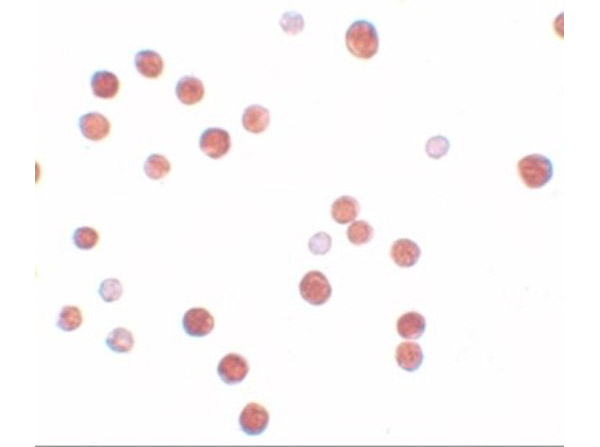 PLAC4 Antibody in Immunocytochemistry (ICC/IF)