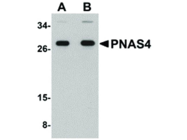 PNAS4 Antibody in Western Blot (WB)