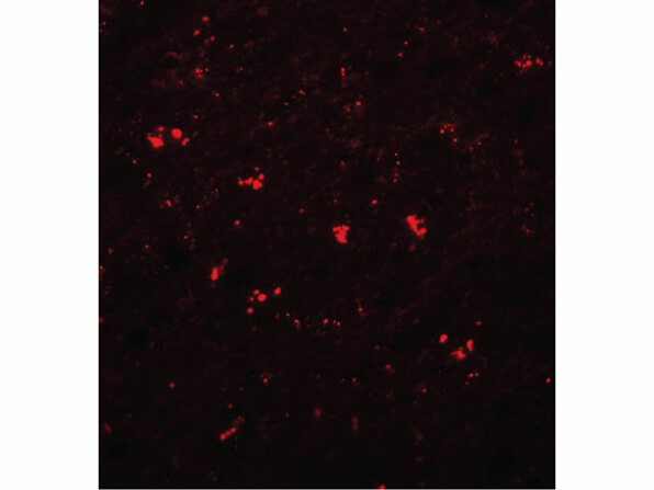 PPAPDC1A Antibody in Immunocytochemistry (ICC/IF)