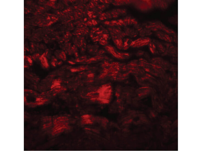 PPAPDC3 Antibody in Immunocytochemistry (ICC/IF)