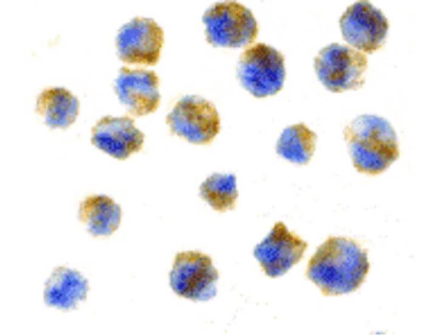 Precerebellin Antibody in Immunocytochemistry (ICC/IF)