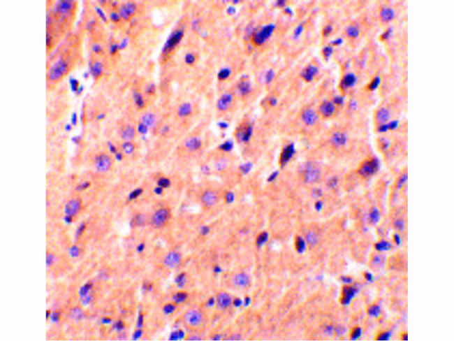 Precerebellin Antibody in Immunohistochemistry (Paraffin) (IHC (P))