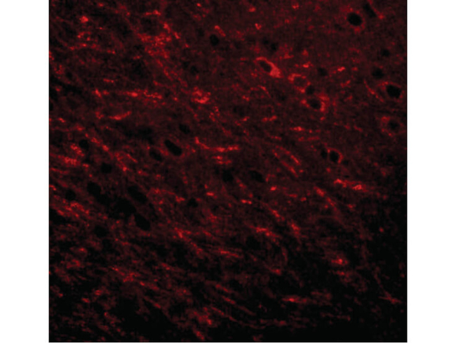 Prosapip1 Antibody in Immunocytochemistry (ICC/IF)