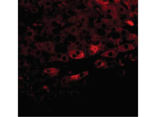 Prosapip2 Antibody in Immunocytochemistry (ICC/IF)