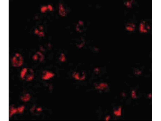 PUMA Antibody in Immunocytochemistry (ICC/IF)