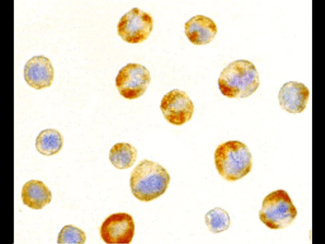 RAIDD Antibody in Immunocytochemistry (ICC/IF)