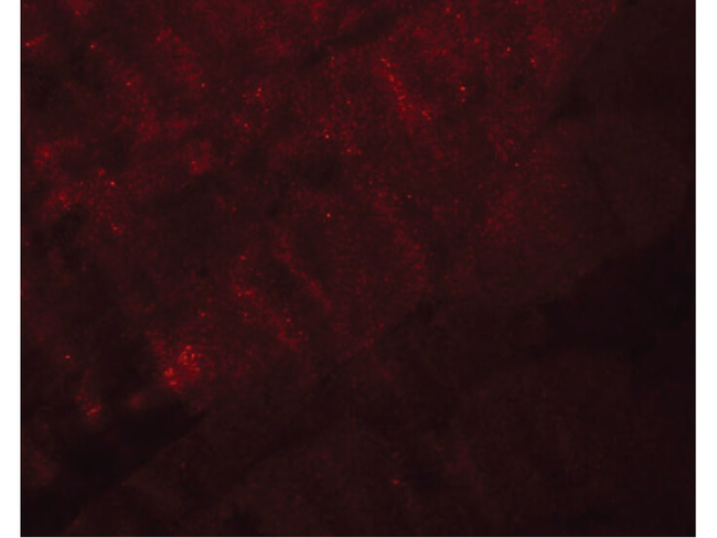 RANBP10 Antibody in Immunocytochemistry (ICC/IF)