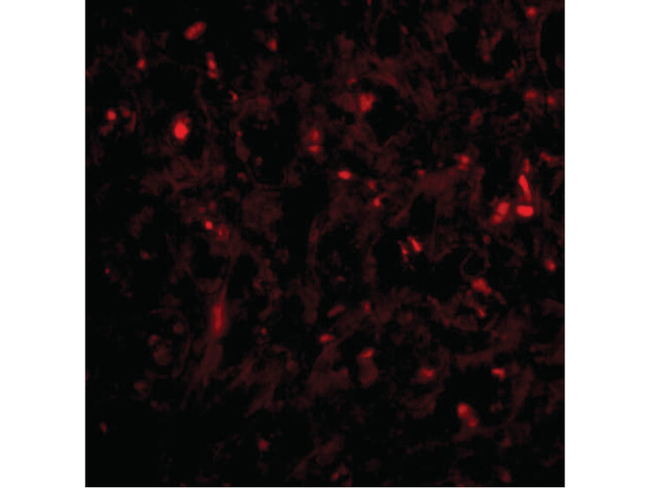 RAP80 Antibody in Immunocytochemistry (ICC/IF)