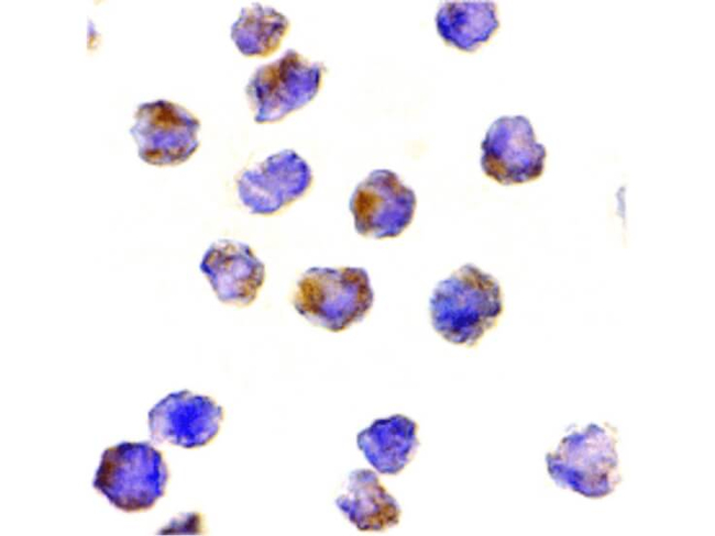 Raptor Antibody in Immunocytochemistry (ICC/IF)