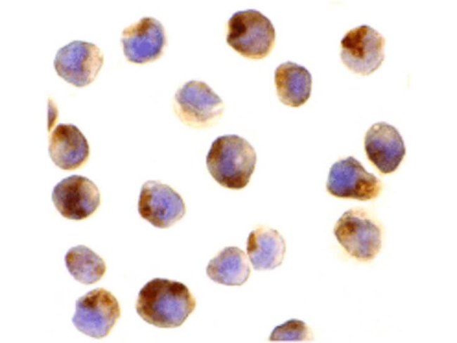 Raptor Antibody in Immunocytochemistry (ICC/IF)