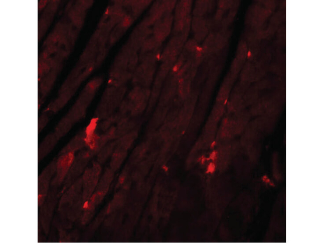 REEP3 Antibody in Immunocytochemistry (ICC/IF)