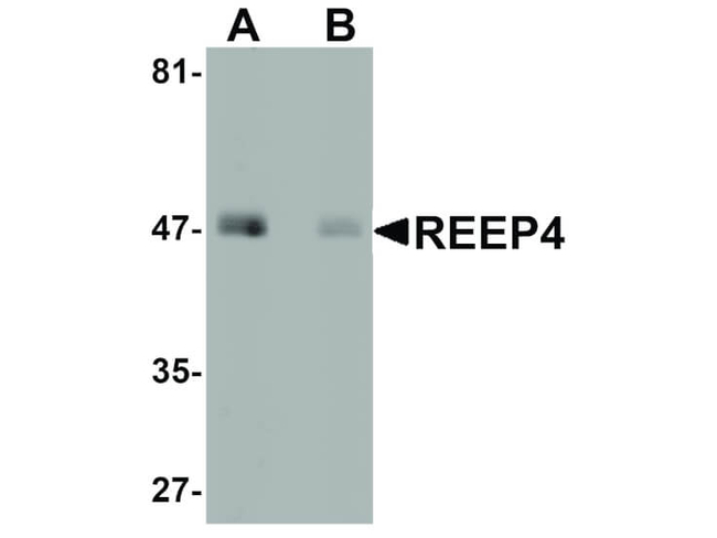 REEP4 Antibody in Western Blot (WB)