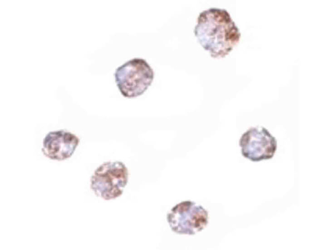 RGS21 Antibody in Immunocytochemistry (ICC/IF)