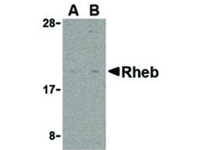 Rheb Antibody in Western Blot (WB)