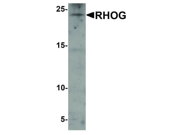 RHOG Antibody in Western Blot (WB)