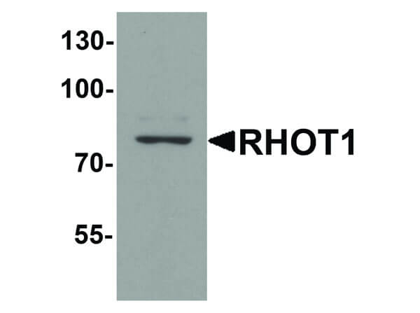 RHOT1 Antibody in Western Blot (WB)