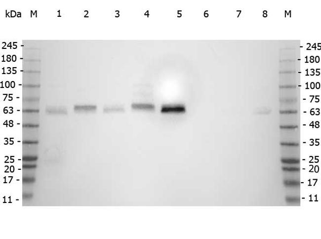 SMAD3 Antibody in Western Blot (WB)