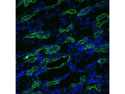 Aquaporin 3 Antibody in Immunocytochemistry (ICC/IF)
