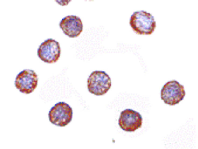 RNAse H2A Antibody in Immunocytochemistry (ICC/IF)