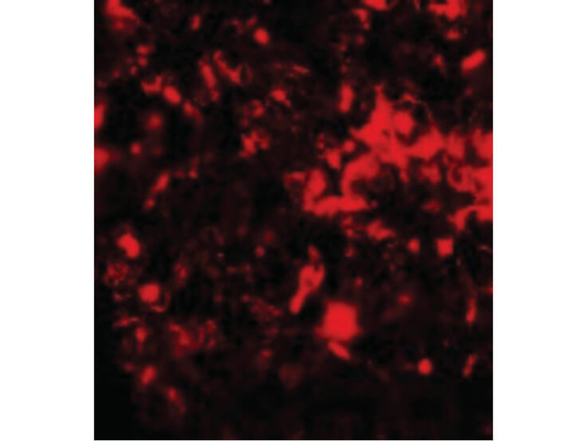 RNF8 Antibody in Immunocytochemistry (ICC/IF)