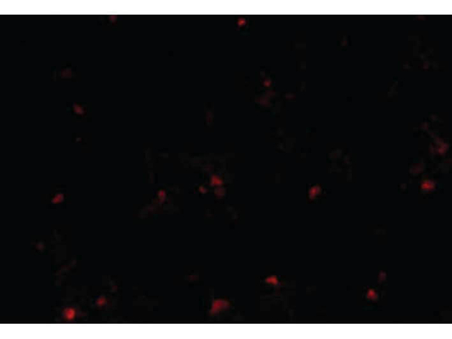 RP105 Antibody in Immunocytochemistry (ICC/IF)