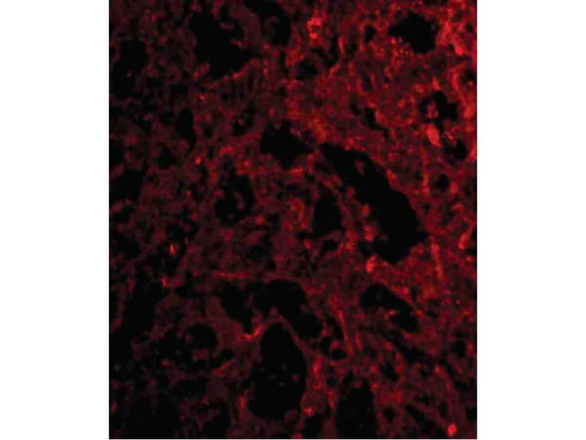 RP105 Antibody in Immunocytochemistry (ICC/IF)
