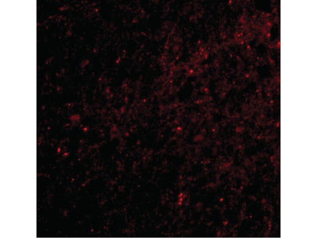 RPSA Antibody in Immunocytochemistry (ICC/IF)