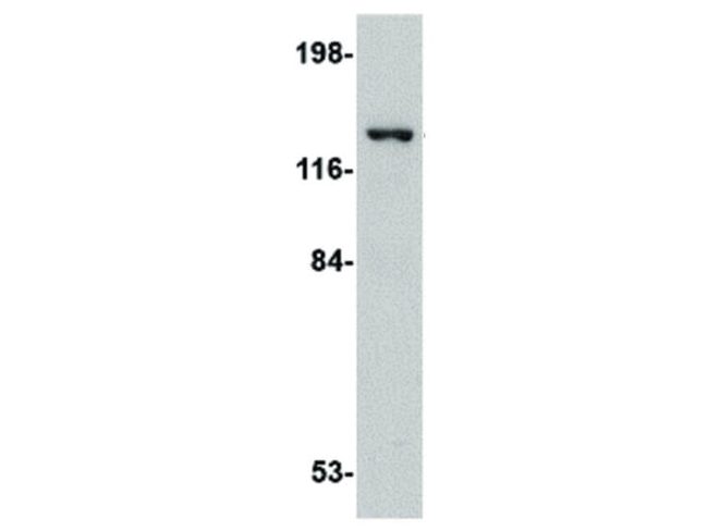 RRAS2 Antibody in Western Blot (WB)