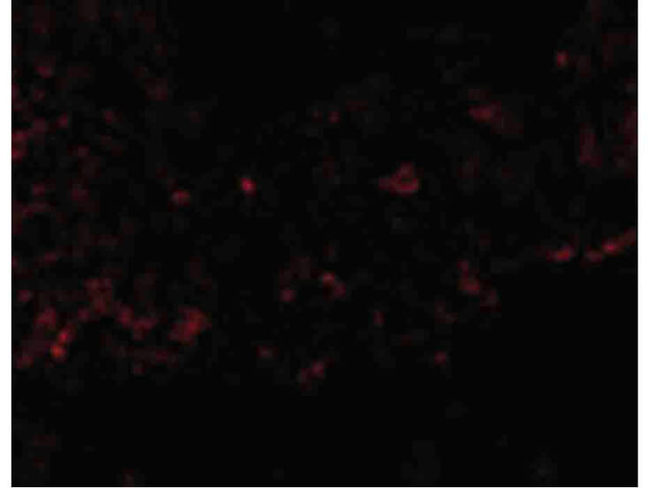 RSPO1 Antibody in Immunocytochemistry (ICC/IF)