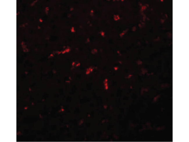 RSRC1 Antibody in Immunocytochemistry (ICC/IF)