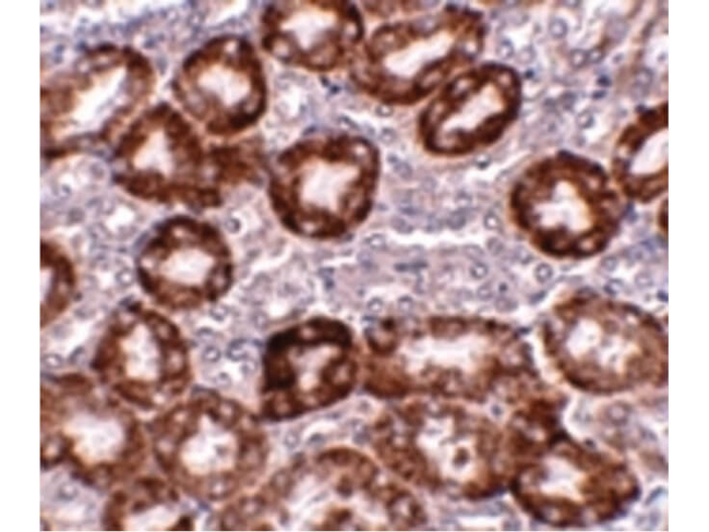 RTP801 Antibody in Immunohistochemistry (Paraffin) (IHC (P))