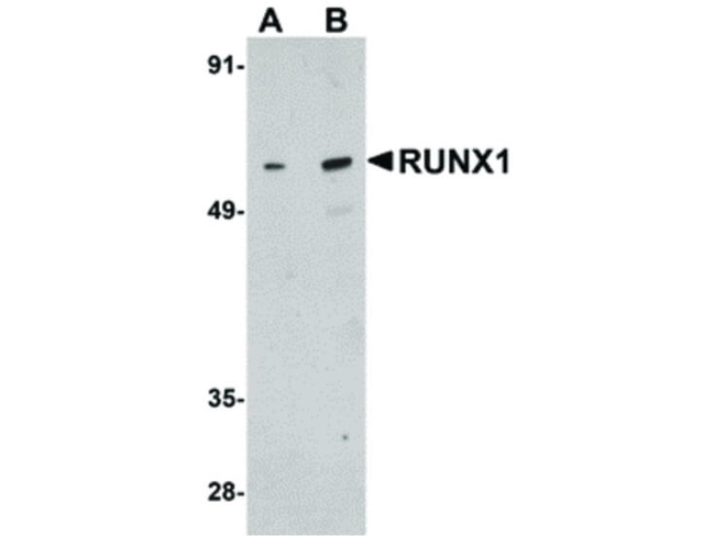 RUNX1 Antibody in Western Blot (WB)