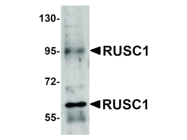 RUSC1 Antibody in Western Blot (WB)