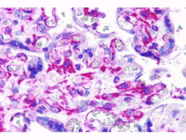 RUSC2 Antibody in Immunohistochemistry (Paraffin) (IHC (P))