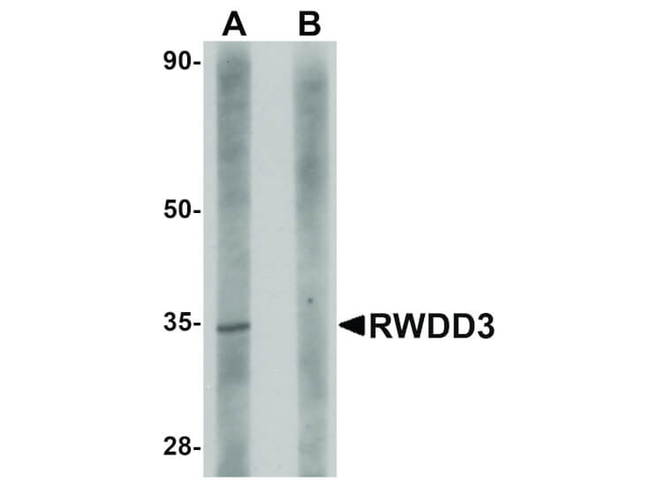 RWDD3 Antibody in Western Blot (WB)