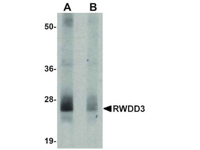 RWDD3 Antibody in Western Blot (WB)