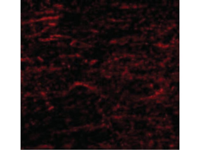 S1P1 Antibody in Immunocytochemistry (ICC/IF)