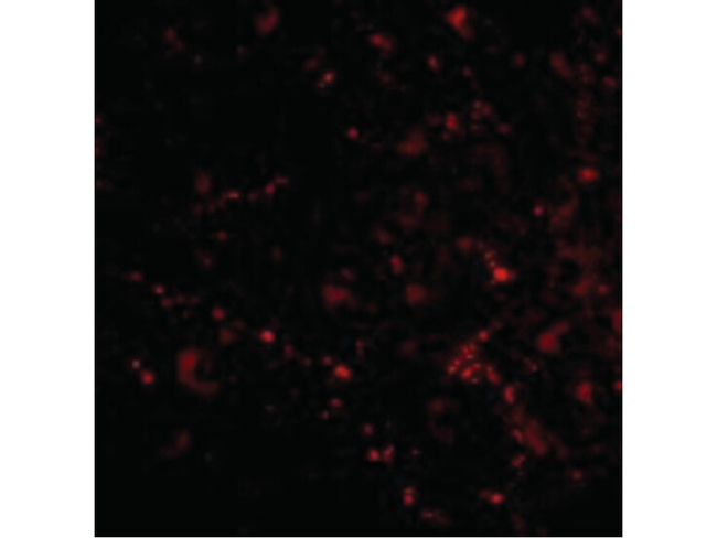SAMHD1 Antibody in Immunocytochemistry (ICC/IF)