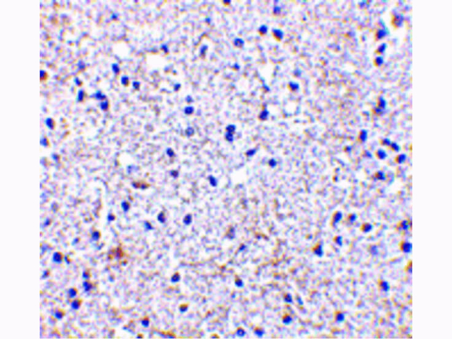 SCO1 Antibody in Immunohistochemistry (Paraffin) (IHC (P))
