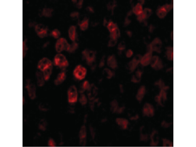 SCO2 Antibody in Immunocytochemistry (ICC/IF)
