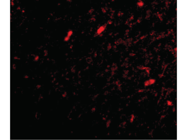 SCRAPPER Antibody in Immunocytochemistry (ICC/IF)