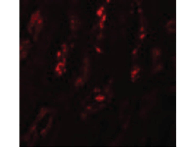 SCRN1 Antibody in Immunocytochemistry (ICC/IF)