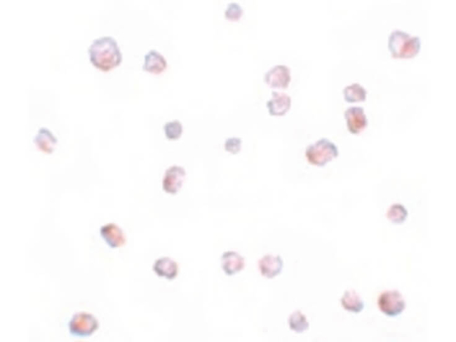 SCRN2 Antibody in Immunocytochemistry (ICC/IF)