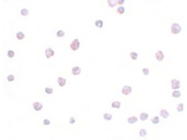 SCRN3 Antibody in Immunocytochemistry (ICC/IF)