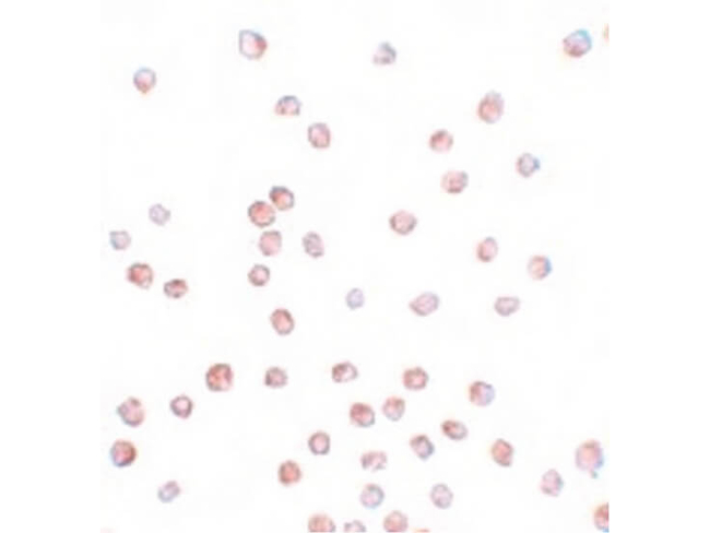 SCUBE1 Antibody in Immunocytochemistry (ICC/IF)