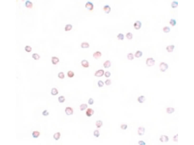 SCUBE2 Antibody in Immunocytochemistry (ICC/IF)