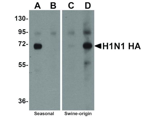 Seasonal H1N1 Hemagglutinin Antibody in Western Blot (WB)
